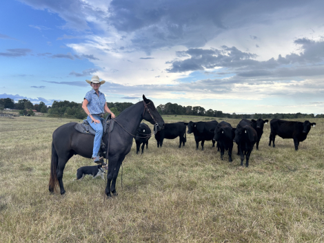 HorseID: 2302914 Ozark - PhotoID: 1085351