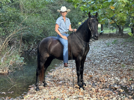 HorseID: 2302914 Ozark - PhotoID: 1085352