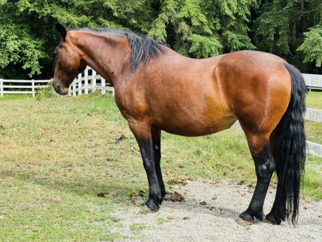 HorseID: 2302915 Stillvalley Abigail - PhotoID: 1085353