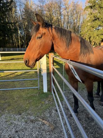 HorseID: 2302915 Stillvalley Abigail - PhotoID: 1085368