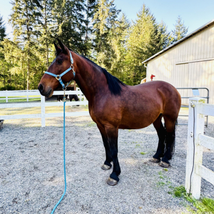 HorseID: 2302915 Stillvalley Abigail - PhotoID: 1085369