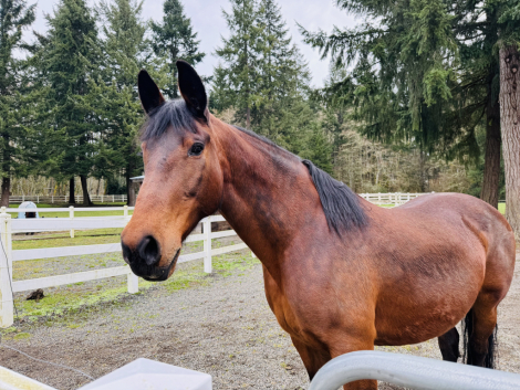 HorseID: 2302915 Stillvalley Abigail - PhotoID: 1085370