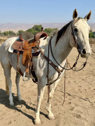 HorseID: 2302917 LUCINES STARLETMIST - PhotoID: 1085360