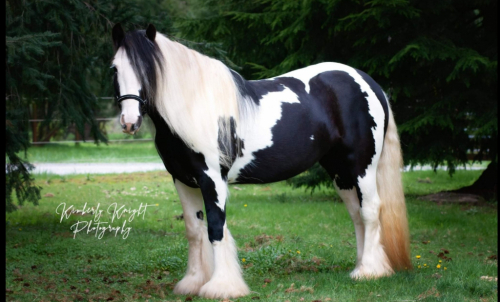 HorseID: 2302918 Red Twig Little Snickers - PhotoID: 1085477