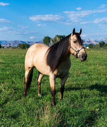 HorseID: 2302919 JST PAY N HEARTHROB - PhotoID: 1085371