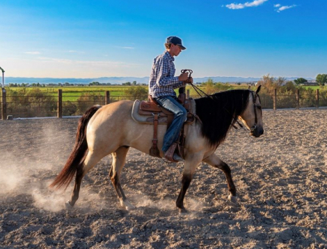 HorseID: 2302919 JST PAY N HEARTHROB - PhotoID: 1085372