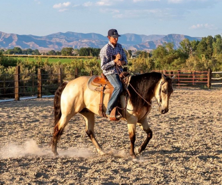 HorseID: 2302919 JST PAY N HEARTHROB - PhotoID: 1085373