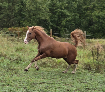 HorseID: 2302920 Bodhisattva HFF - PhotoID: 1085375