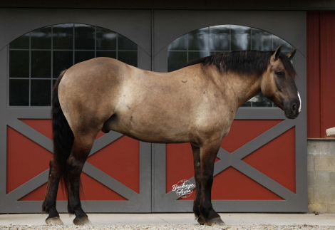 HorseID: 2302921 Kodiak - PhotoID: 1085376