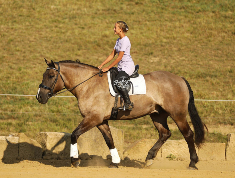 HorseID: 2302921 Kodiak - PhotoID: 1085378