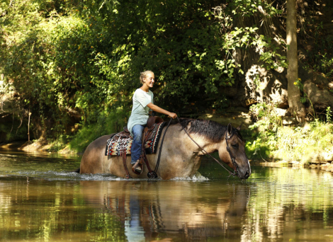 HorseID: 2302921 Kodiak - PhotoID: 1085379