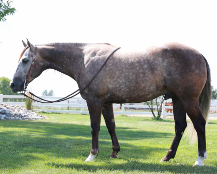 HorseID: 2302922 SR DESPERADO - PhotoID: 1085380