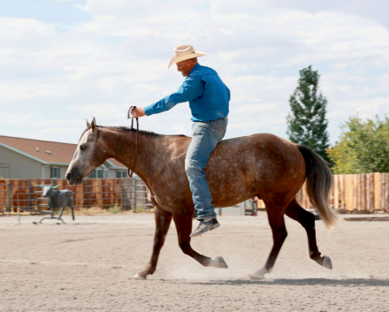 HorseID: 2302922 SR DESPERADO - PhotoID: 1085381