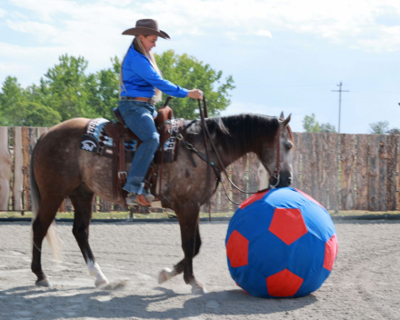 HorseID: 2302922 SR DESPERADO - PhotoID: 1085382