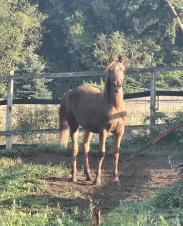 HorseID: 2302923 Lotus Fire HFF - PhotoID: 1085384