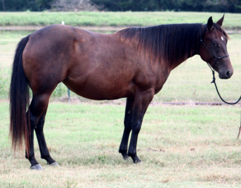 HorseID: 2302924 ESR ZANS SHININ OKIE - PhotoID: 1085393