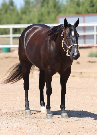 HorseID: 2302927 BLUEBLOODED CHIC - PhotoID: 1085385