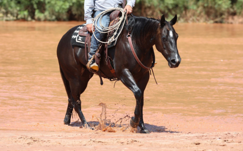 HorseID: 2302927 BLUEBLOODED CHIC - PhotoID: 1085386