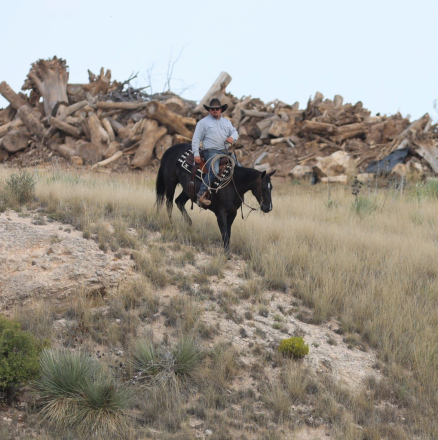 HorseID: 2302927 BLUEBLOODED CHIC - PhotoID: 1085387