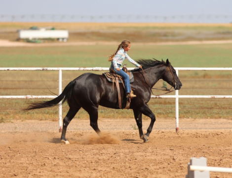 HorseID: 2302927 BLUEBLOODED CHIC - PhotoID: 1085388