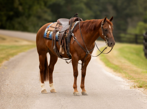 HorseID: 2302928 DUNIT BOOM BOOM - PhotoID: 1085389