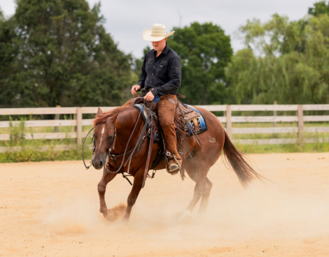 HorseID: 2302928 DUNIT BOOM BOOM - PhotoID: 1085391