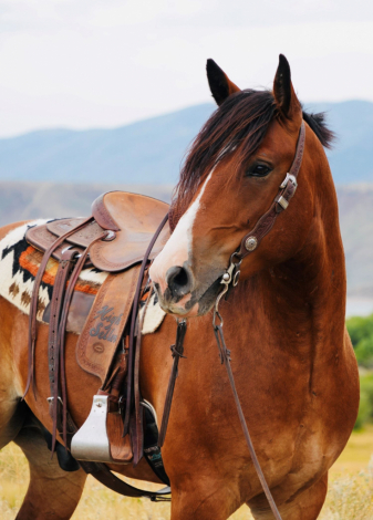 HorseID: 2302930 Bran - PhotoID: 1085394