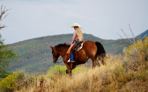 HorseID: 2302930 Bran - PhotoID: 1085397