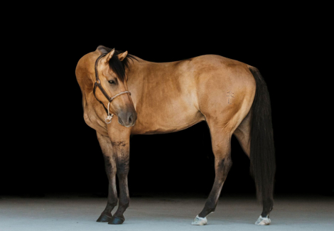 HorseID: 2302931 LL PURRNSTAR - PhotoID: 1085402