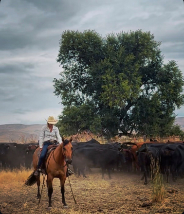 HorseID: 2302931 LL PURRNSTAR - PhotoID: 1085403