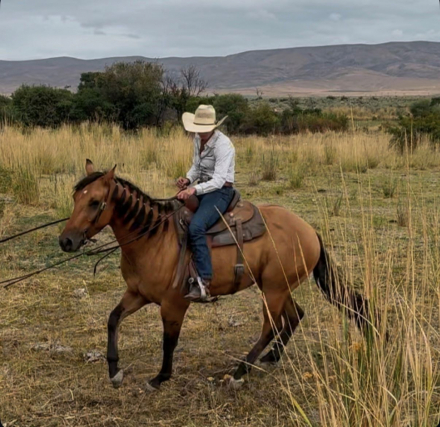 HorseID: 2302931 LL PURRNSTAR - PhotoID: 1085404