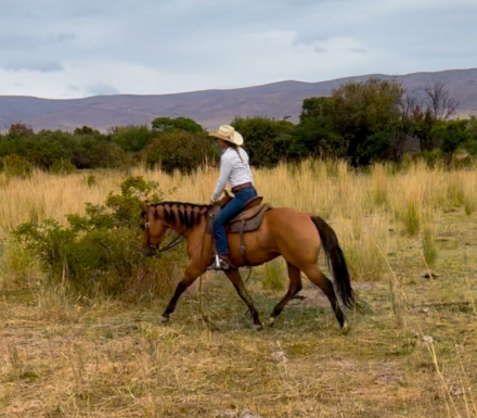 HorseID: 2302931 LL PURRNSTAR - PhotoID: 1085405