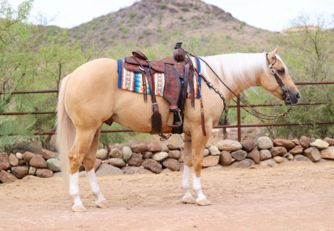 HorseID: 2302932 RIGHT TO BEAR ARMZ - PhotoID: 1085406