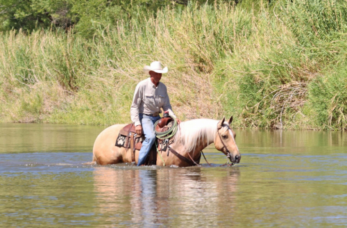 HorseID: 2302932 RIGHT TO BEAR ARMZ - PhotoID: 1085407