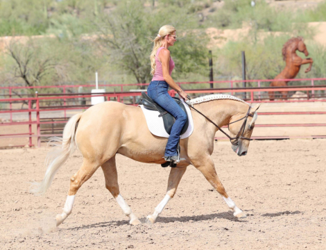 HorseID: 2302932 RIGHT TO BEAR ARMZ - PhotoID: 1085409