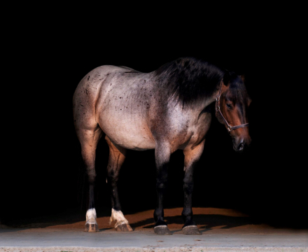 HorseID: 2302933 Bentley - PhotoID: 1085416
