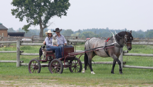 HorseID: 2302933 Bentley - PhotoID: 1085419