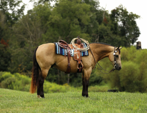 HorseID: 2302934 PINE STORM - PhotoID: 1085420