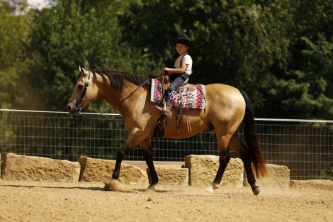 HorseID: 2302934 PINE STORM - PhotoID: 1085421