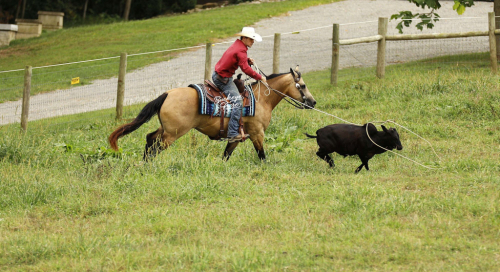 HorseID: 2302934 PINE STORM - PhotoID: 1085423