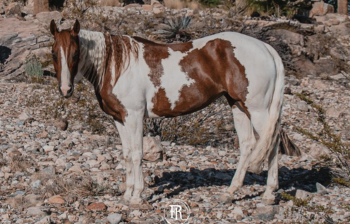 HorseID: 2302937 GYPSY ROSE MOON KITTY - PhotoID: 1085428