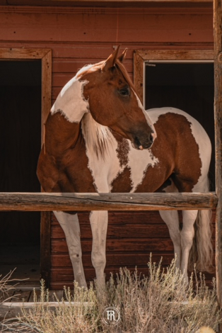 HorseID: 2302937 GYPSY ROSE MOON KITTY - PhotoID: 1085429