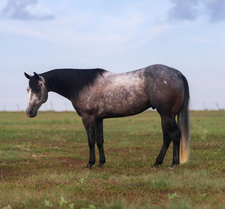 HorseID: 2302939 BLUES LIL ITCH - PhotoID: 1085432