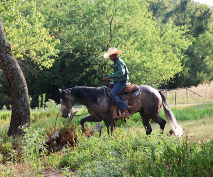 HorseID: 2302939 BLUES LIL ITCH - PhotoID: 1085433