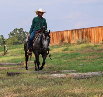 HorseID: 2302939 BLUES LIL ITCH - PhotoID: 1085434