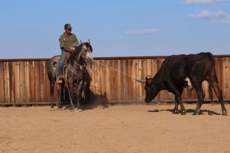 HorseID: 2302939 BLUES LIL ITCH - PhotoID: 1085435