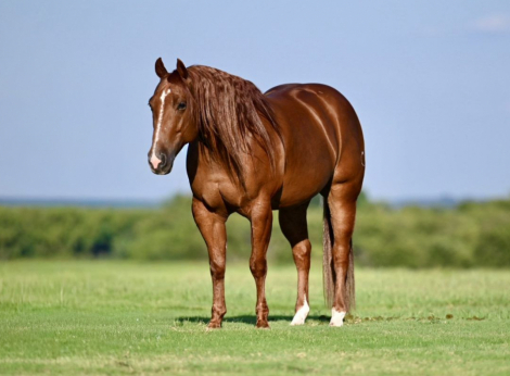 HorseID: 2302942 DEALIN IN METALLIC - PhotoID: 1085436