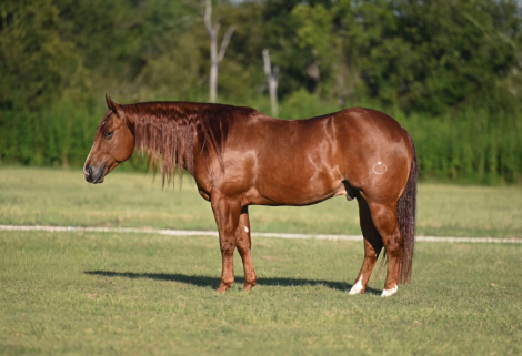 HorseID: 2302942 DEALIN IN METALLIC - PhotoID: 1085437