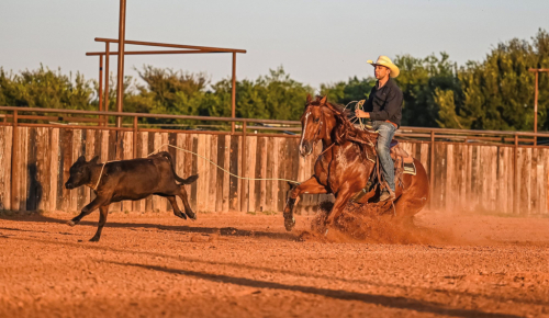 HorseID: 2302942 DEALIN IN METALLIC - PhotoID: 1085438