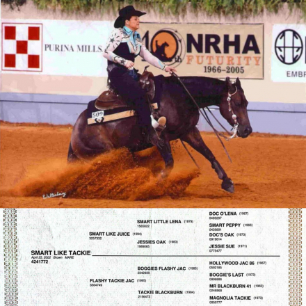 HorseID: 2302944 SMART LIKE TACKIE - PhotoID: 1085441